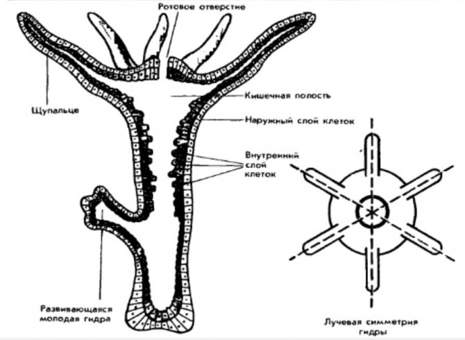 Кракен какой сайт